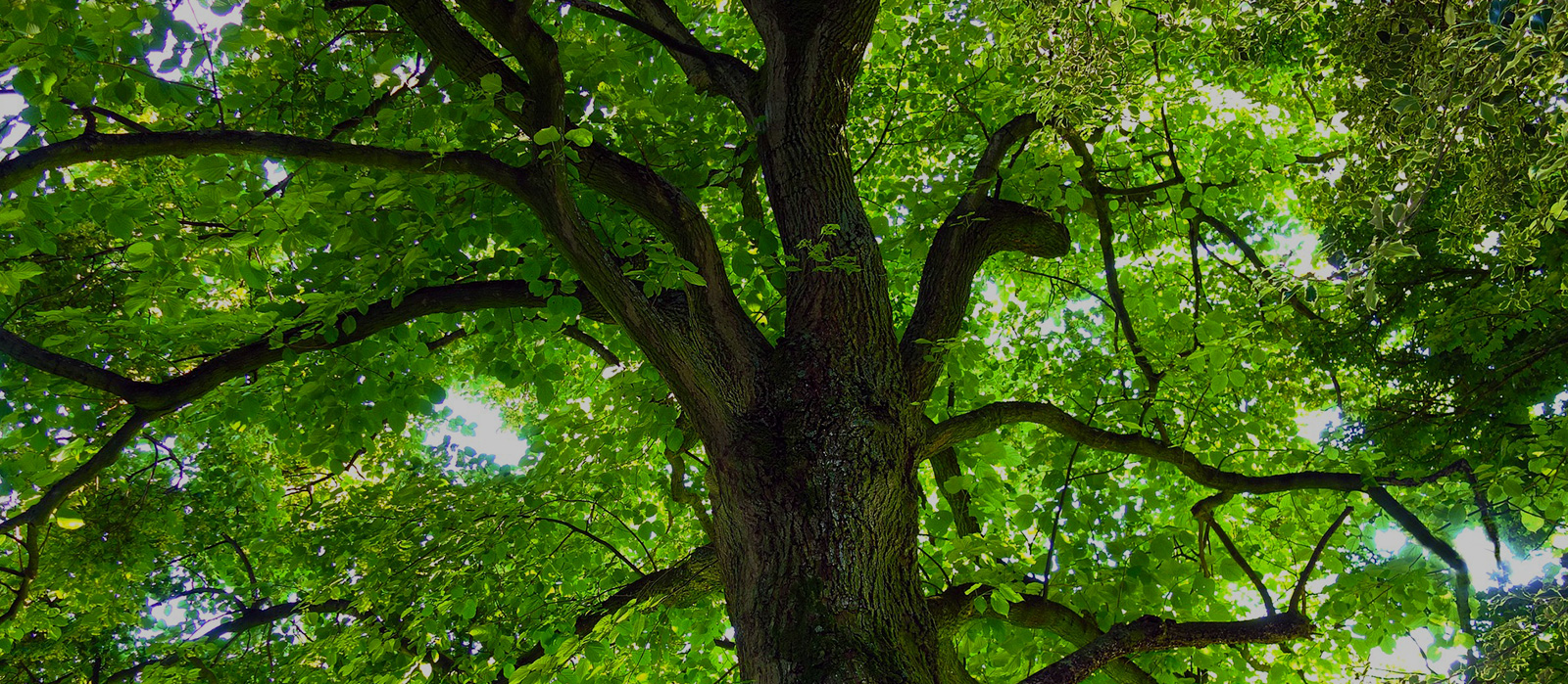 Solutions for All Your Tree Needs